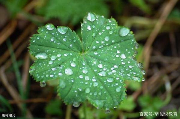 获奖作文：《雨》，这篇作文，凭什么拿到了1000元稿酬？