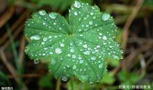 获奖作文：《雨》，这篇作文，凭什么拿到了1000元稿酬？