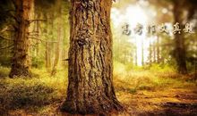 我的同学我的同学英语作文