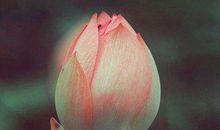 玉燕十八，百炼成钢_我的班集体作文1200字