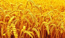 老爸的台灯作文