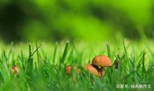 四年级作文：小草