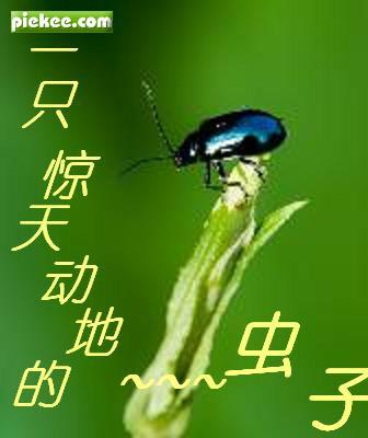 考场素材：一只惊天动地的虫子_600字
