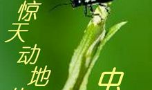 考场素材：一只惊天动地的虫子_600字