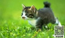 二年级状物作文：可爱的小猫咪_400字