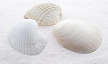 关于窗外的作文：窗外