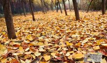 秋天的落叶-关于秋天的作文400字