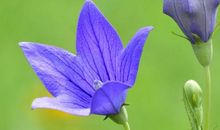 夏花之绚烂-小学写景作文600字