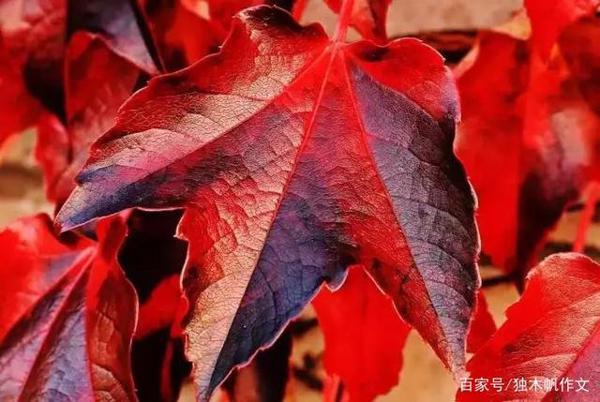 六年级作文:寻找秋的色彩