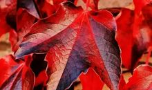 六年级作文：寻找秋的色彩