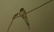 奶奶与燕子 优秀记叙文550字