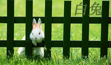 戒不掉的寂寞作文750字