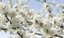 原创 《读“湖心亭看雪”，致敬张岱》，这篇作文有古风