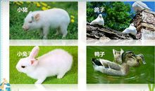 四年级下册作文指导：我的动物朋友