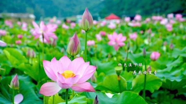 怎么教孩子写好作文?跟课本中的大师学,方法都在课文里 2