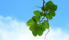 成人高考的作文素材要在平时中收集