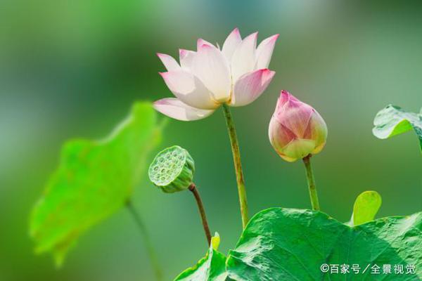 怎么教孩子写好作文?跟课本中的大师学,方法都在课文里 1