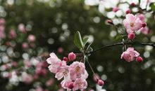 红了樱桃，绿了芭蕉！最经典的五首春天诗词，背下来写作文用得上