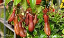 小学生作文：猪笼草的启示