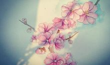 满分作文：我在花季（花季中不仅仅有绽放，更有着成长）