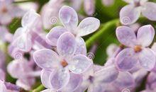 关于花的作文：丁香，春夏的使者_450字