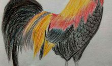 小学生优秀作文欣赏——《老家的大公鸡》