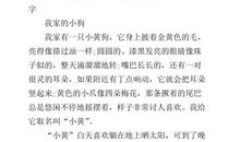 可爱的小狗“球球”-小动物作文500字