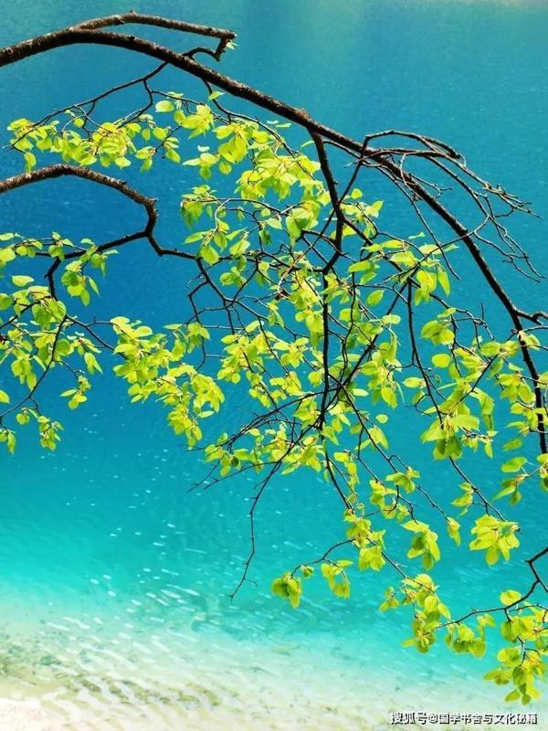 原创 学生作文：找春天