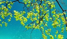 原创 学生作文：找春天