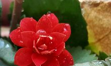 作文素材：有关生命的名人名言（一）