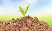 四年级作文：我改掉了挑食的毛病