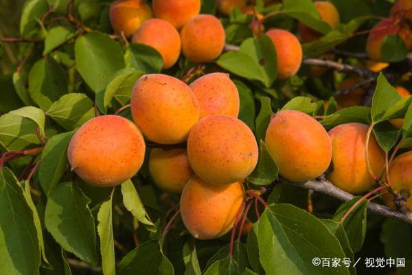 70年献礼:宿老师教作文之歌唱祖国,写“大”作文 2