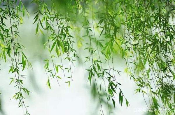 三年级作文:杨柳
