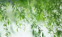 三年级作文：杨柳