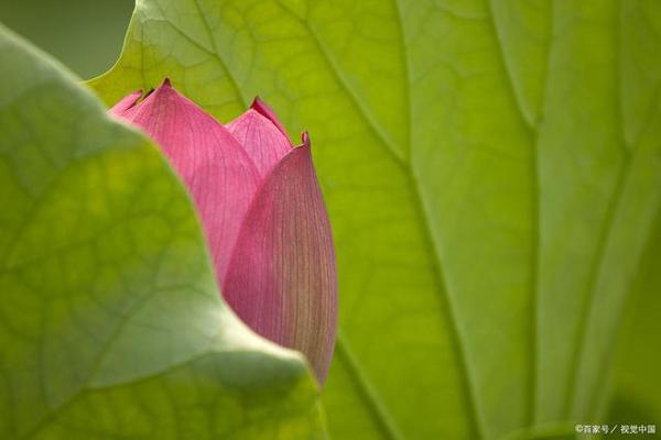 写景作文:夏日的荷花