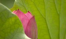 写景作文：夏日的荷花