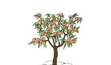 三年级作文：我是一棵桃树