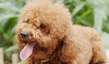 描述贵宾犬的作文