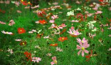 感悟野花盛开-野花的启示作文500字