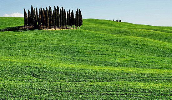 站在岩石上的斑头雁的故事