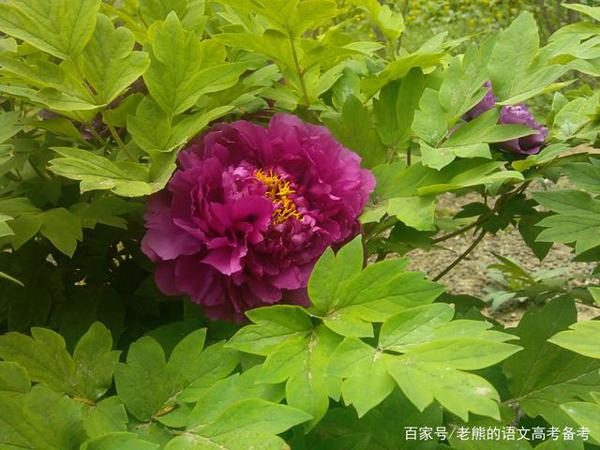 高考作文辅导69:如何看待信息时代下书写方式的变革(漫画作文) 3