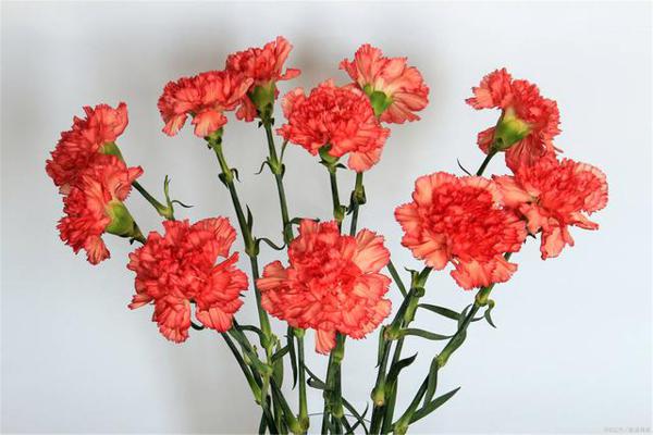 母亲节作文——令人骄傲的妈妈,样文+点评