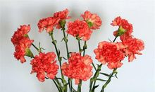 母亲节作文——令人骄傲的妈妈，样文+点评