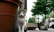 猫 高中生流浪猫作文900字