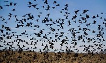 蚂蚁带来的启示-小学记叙文500字