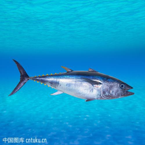 哪儿的海不产鱼？