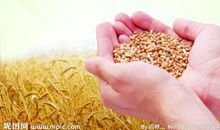 我不再浪费 节约粮食作文600字作文