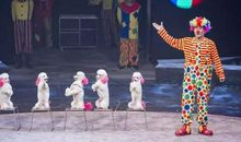 可爱？可叹！ 看马戏表演作文600字