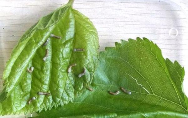 优秀作文：养蚕日记，春蚕的一生