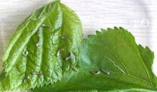 优秀作文：养蚕日记，春蚕的一生